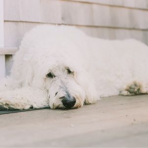 Meet your Posher, Bryn